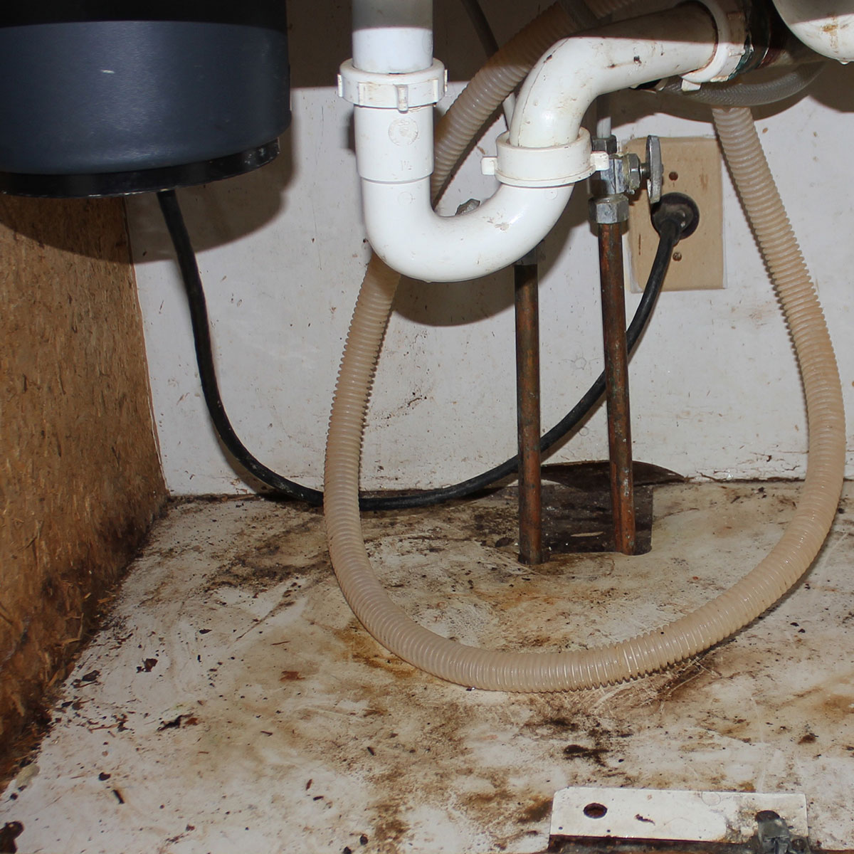 Mold underneath a kitchen sink